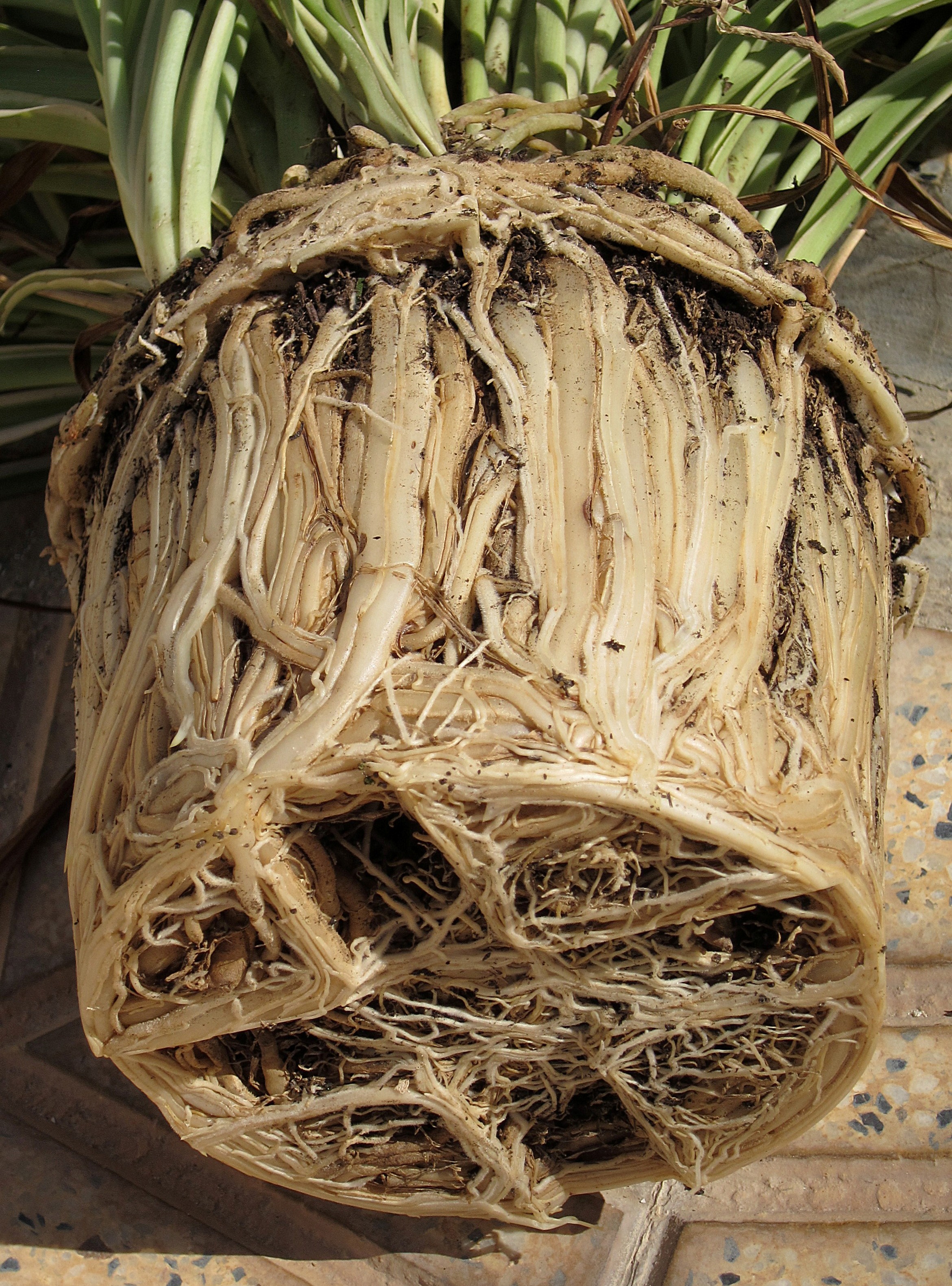 A root-bound spider plant removed from its pot, showing dense circling roots