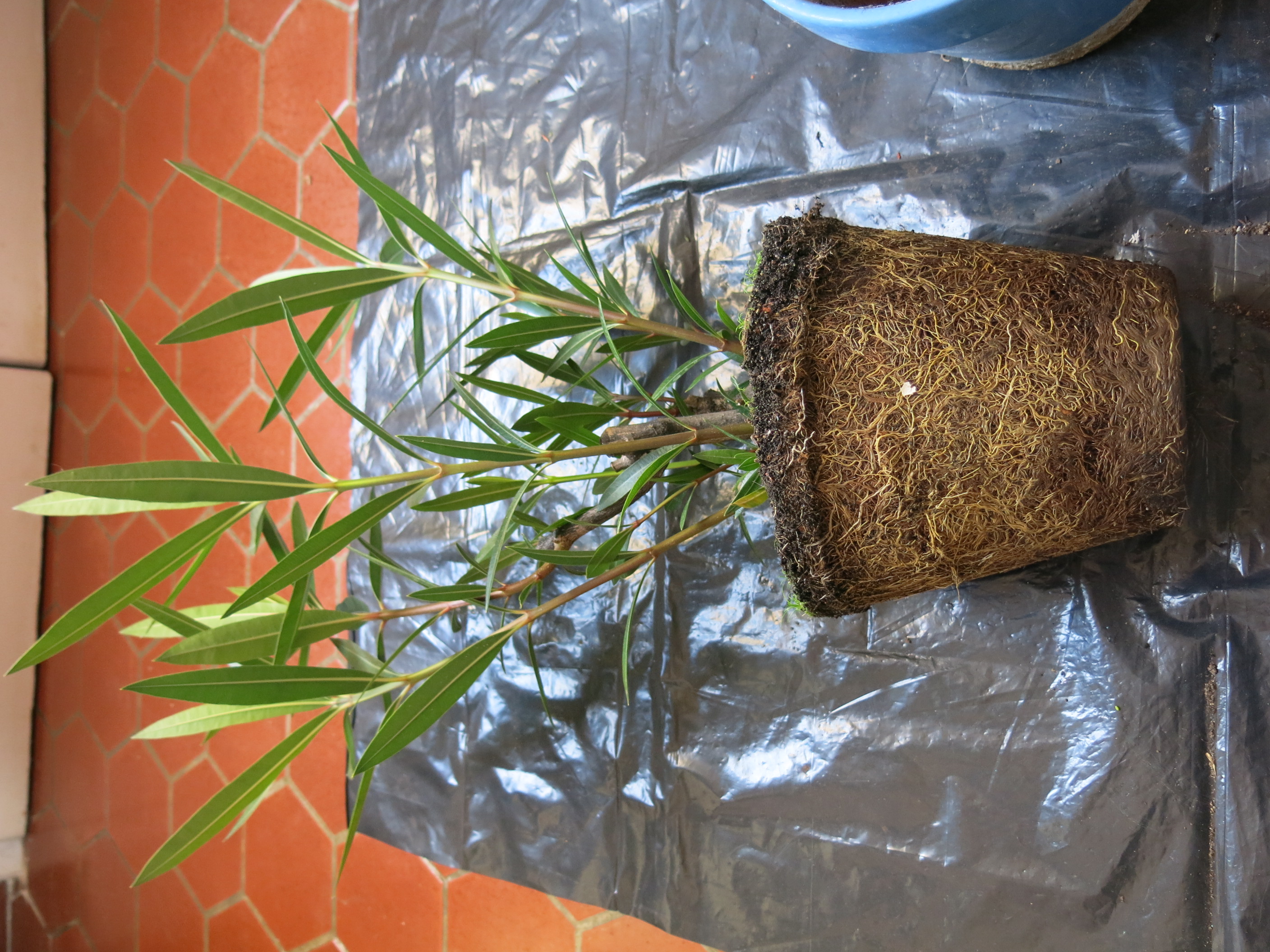 An oleander mid-repot, being moved into a larger container with fresh compost