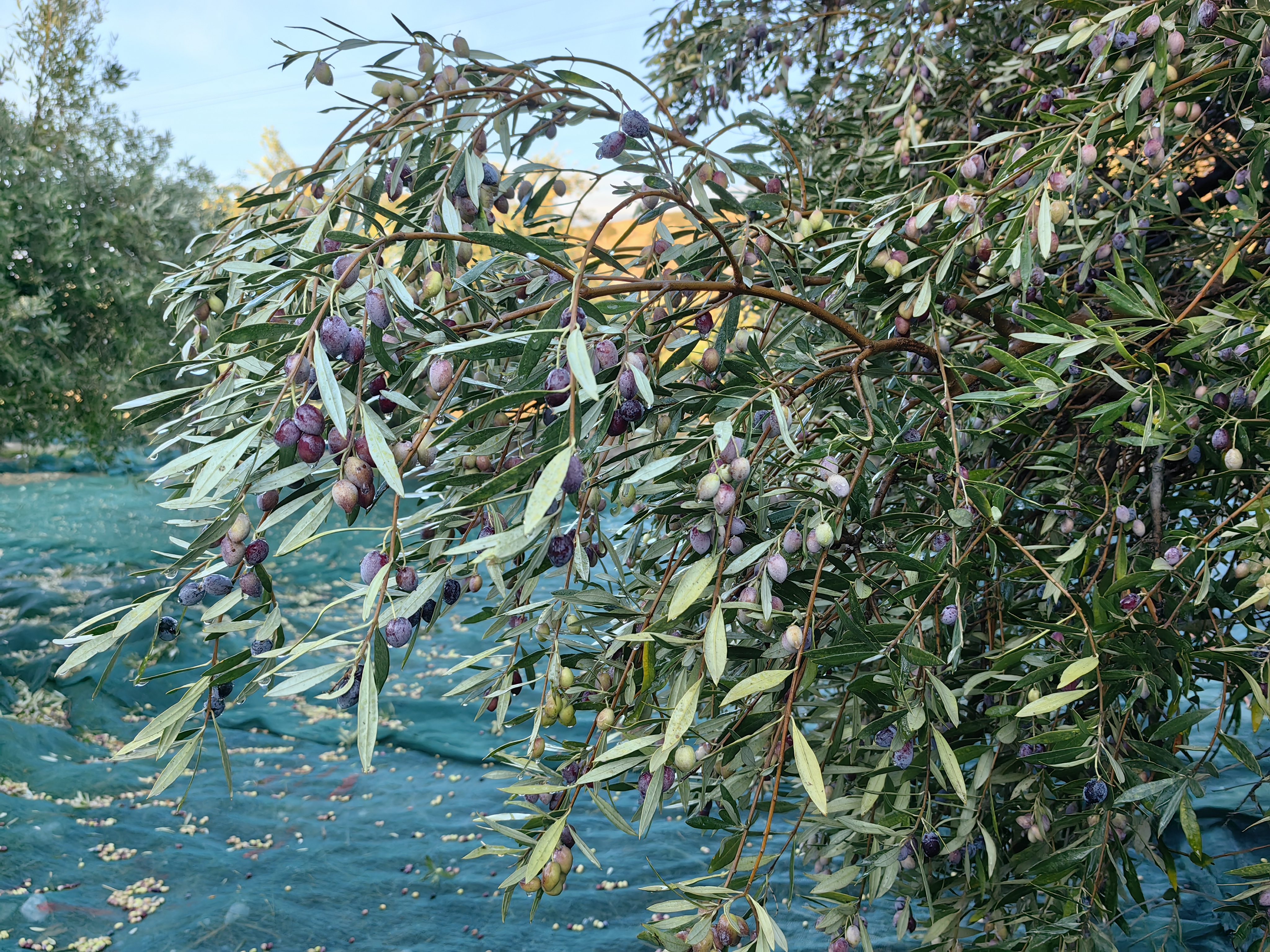 Olive trees in a grove in Crete, Greece