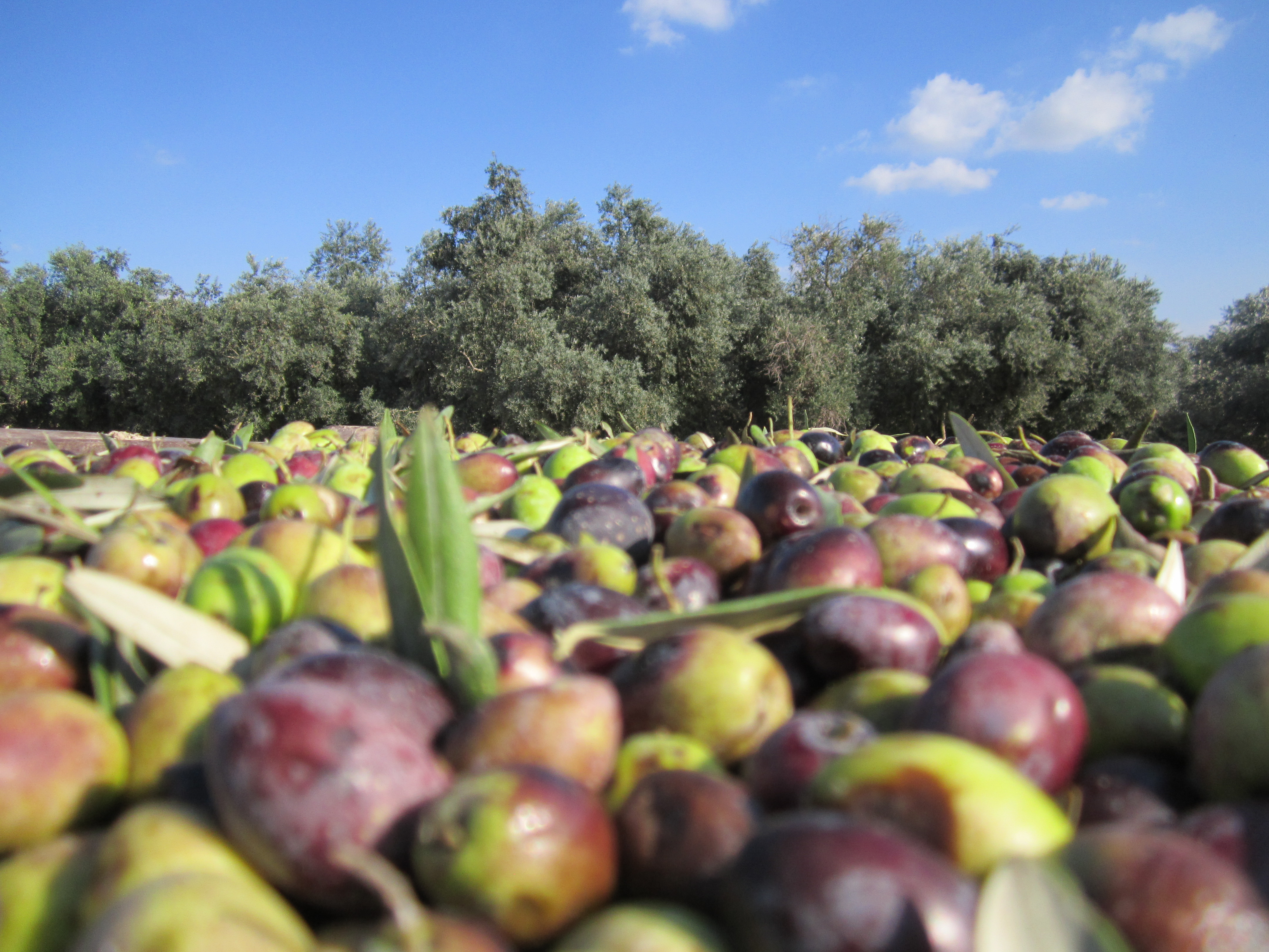 Workers harvesting olives from trees in Israel