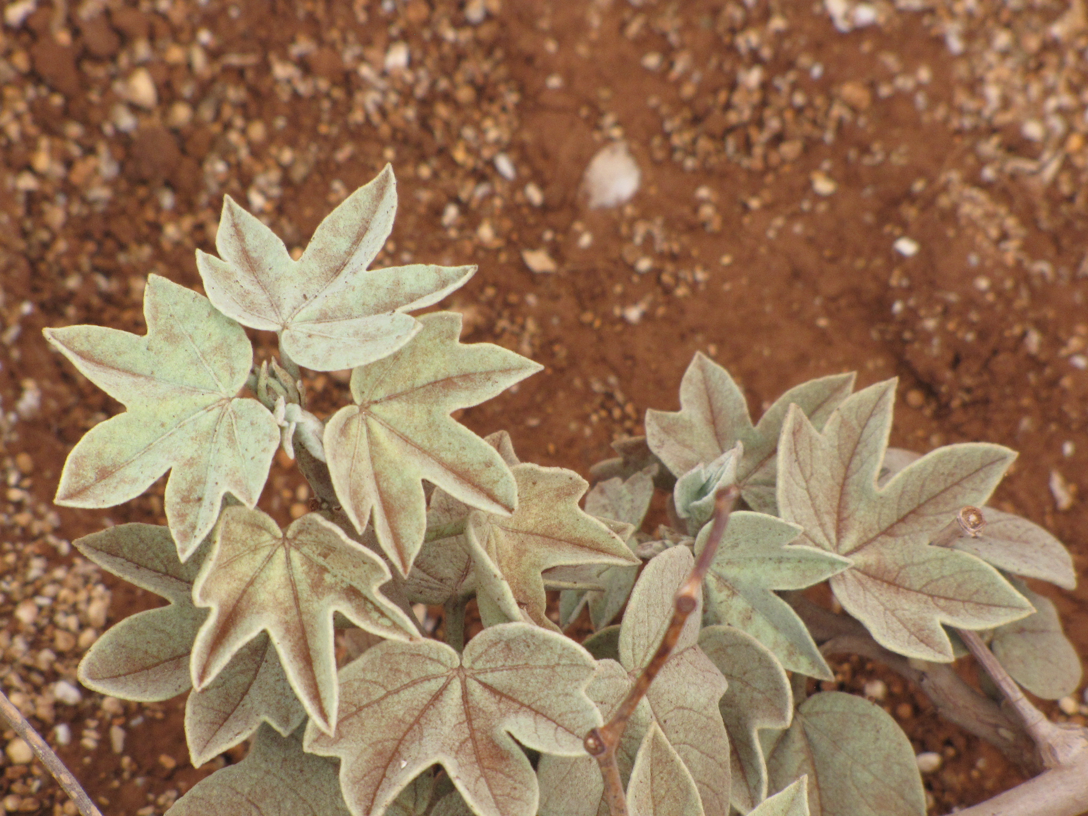 Dusty leaves on a Hawaiian cotton plant, coated with a visible film of wind-blown dust