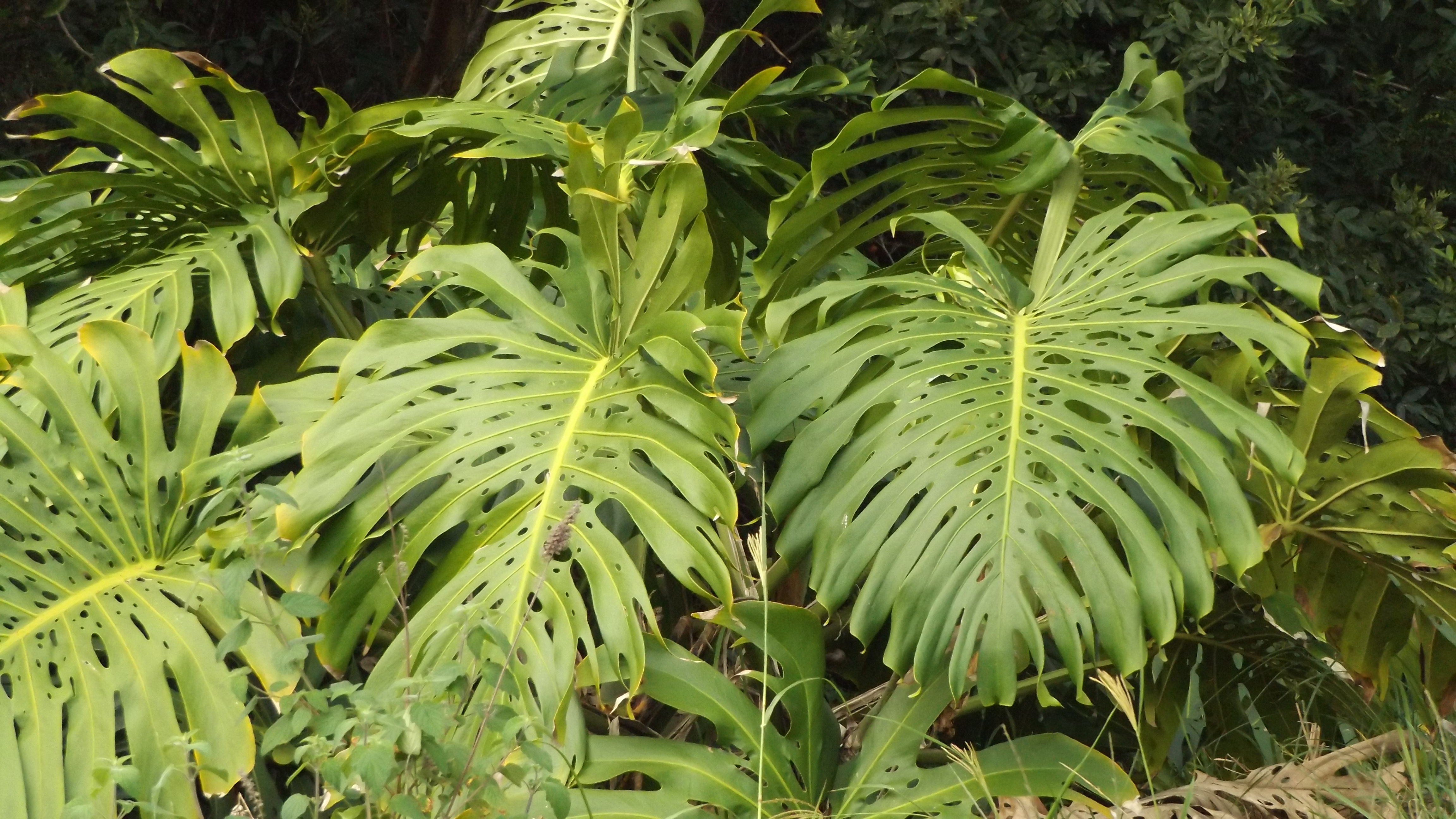 Close-up of a large glossy monstera leaf, the kind best cleaned with a damp cloth