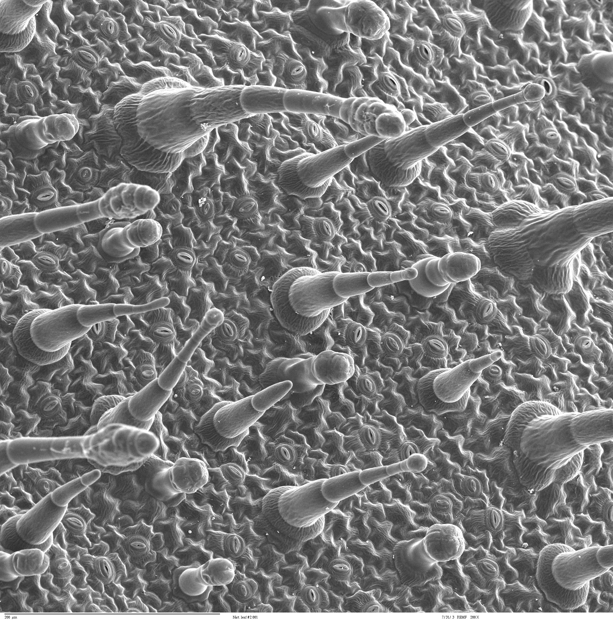 Electron microscope view of a leaf's lower epidermis showing stomata pores