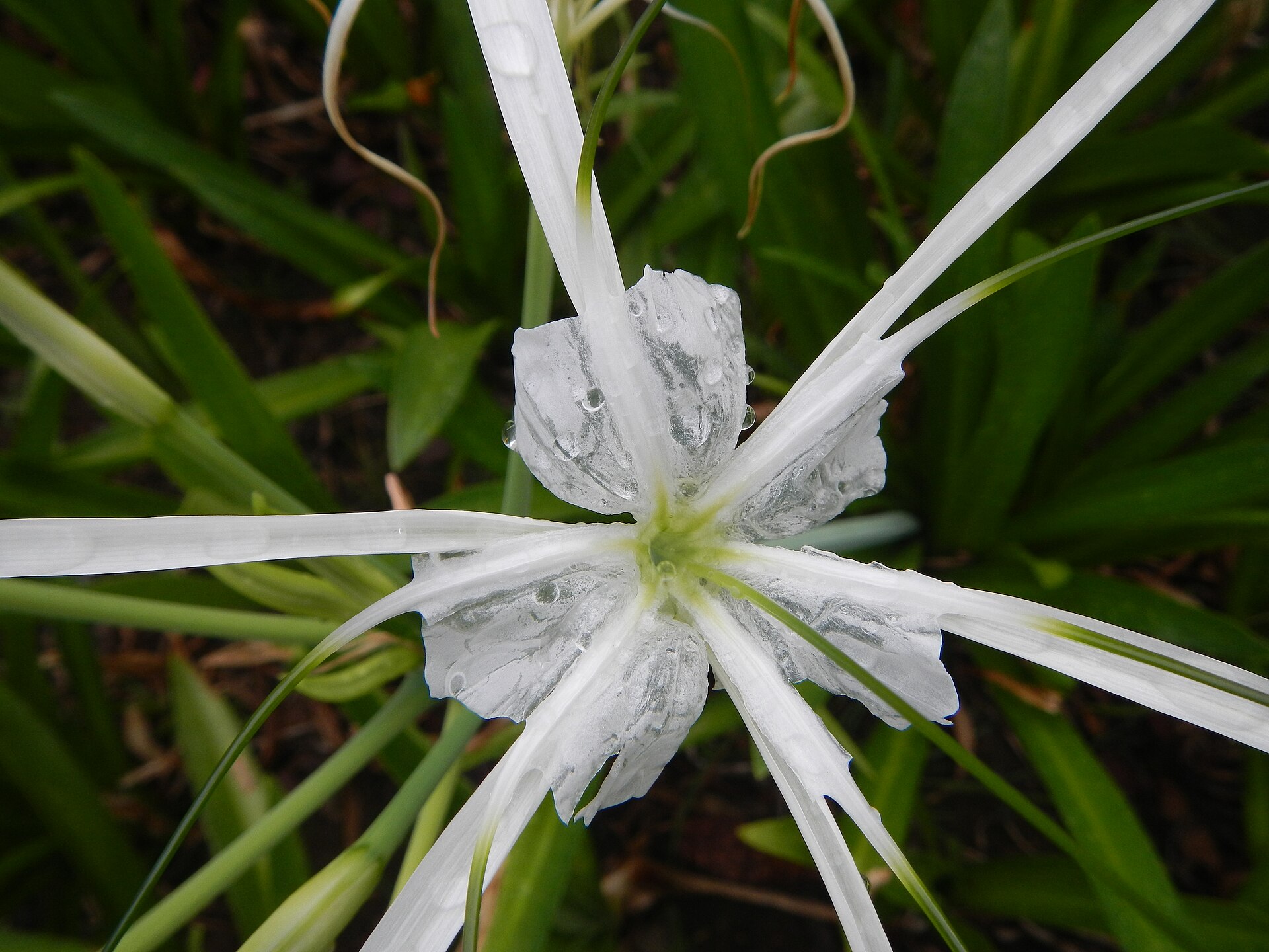 White flowers in a memorial garden