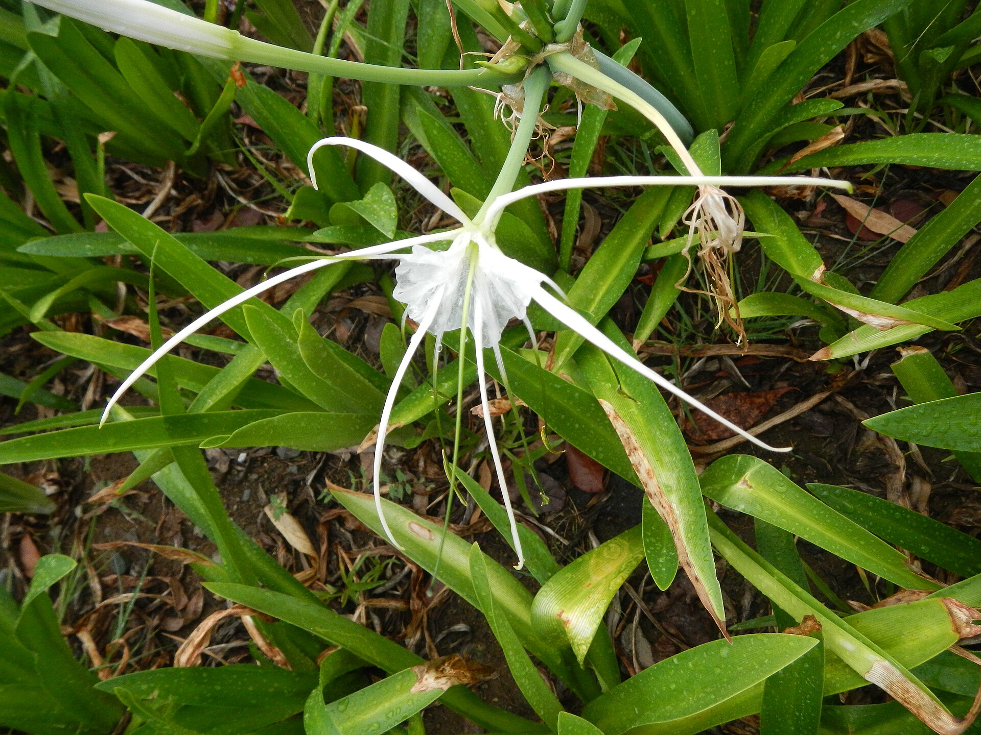 More white flowers at a memorial garden