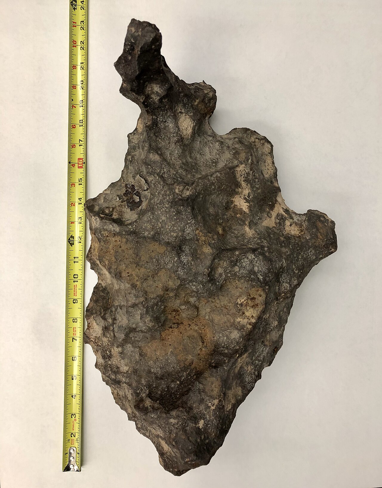 A Canyon Diablo meteorite specimen on museum display