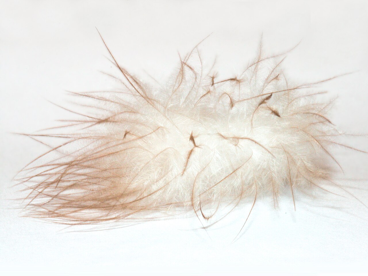 A close-up photograph of down feathers showing their fine filament structure