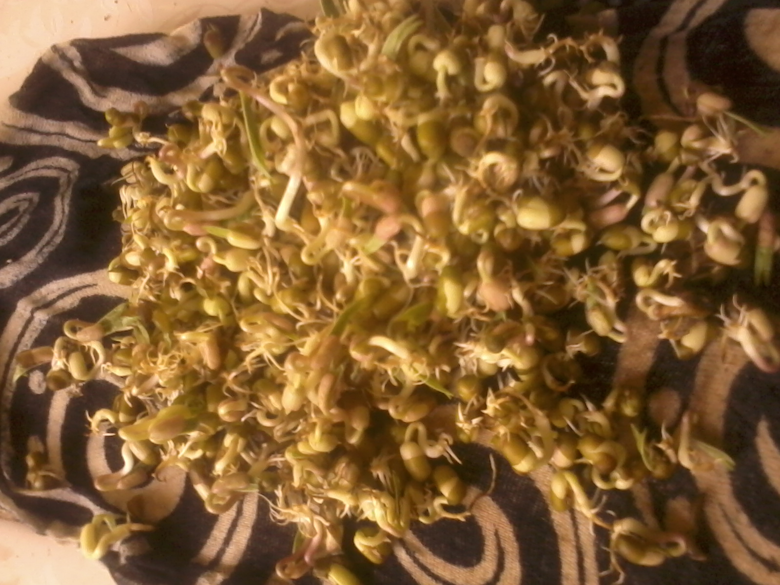 Seeds germinating on a damp paper towel during a home viability test