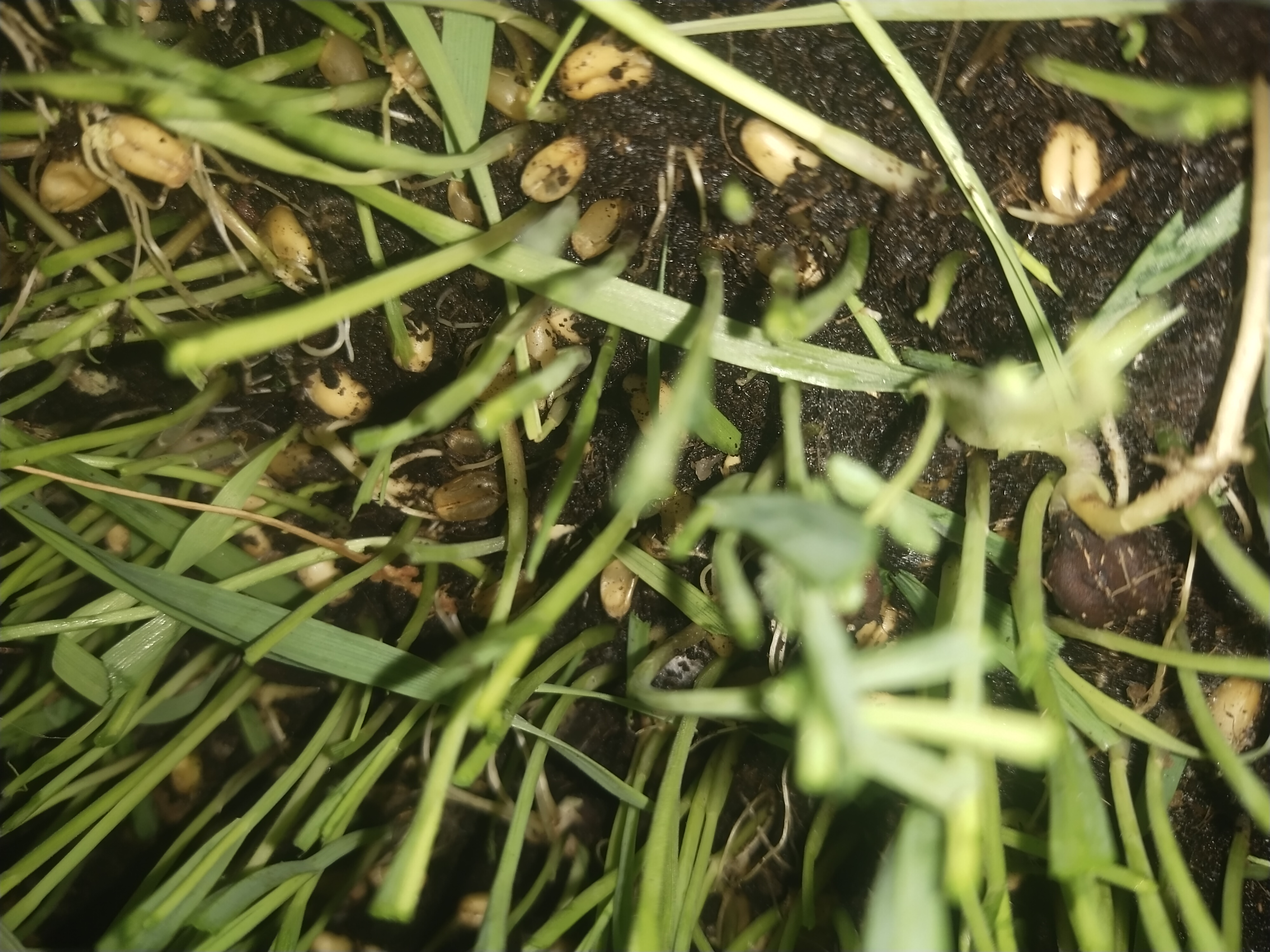 Close-up of seeds sprouting with young roots visible