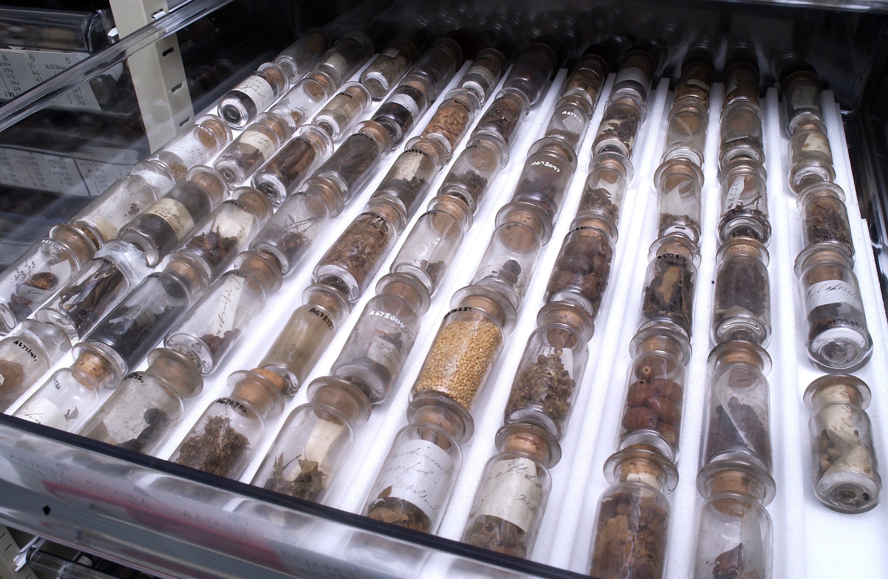 Vintage glass jars filled with labeled seeds and roots in storage