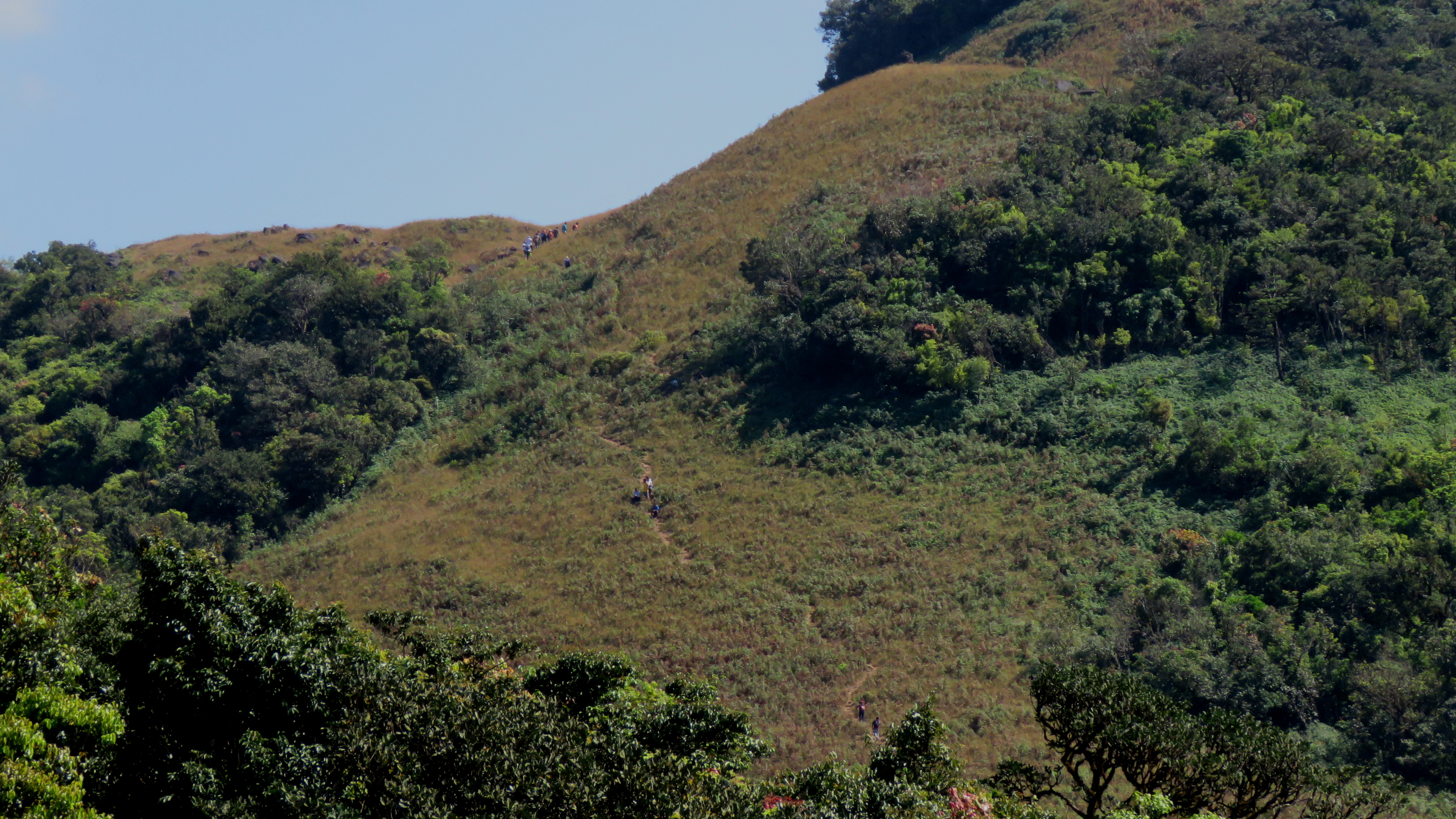 A steep dirt trail climbing through forest terrain
