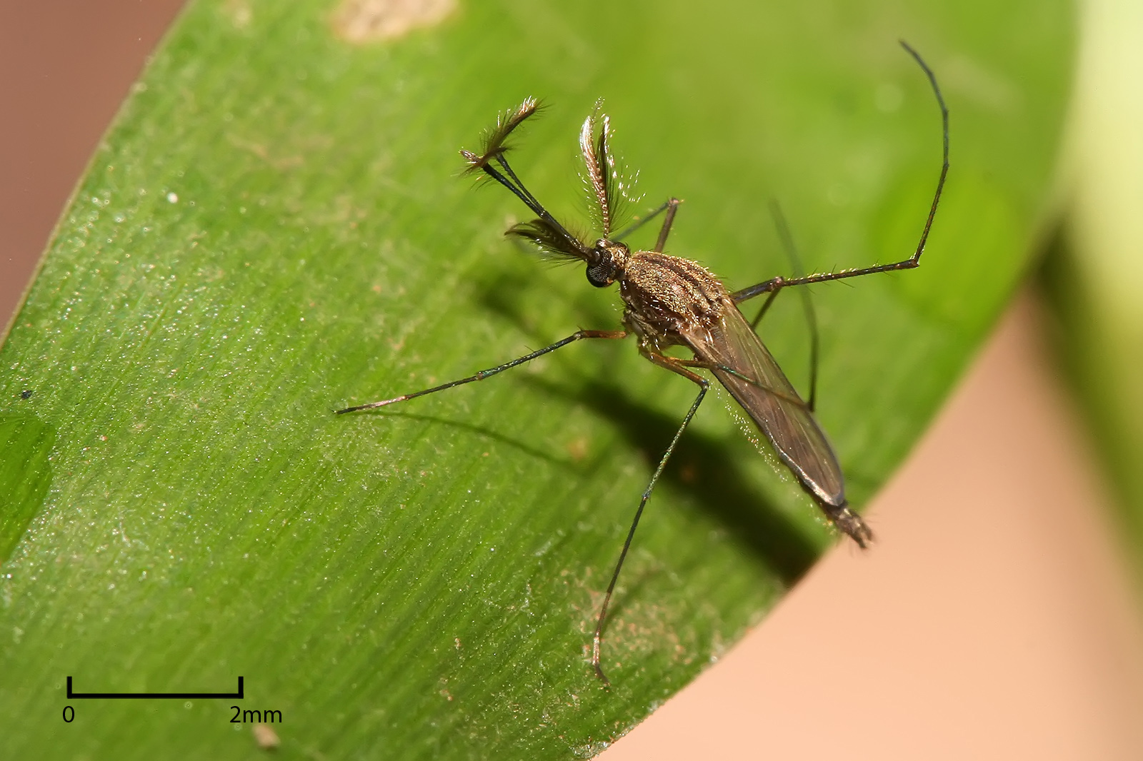 A Culex mosquito, the type of mosquito that can carry West Nile virus