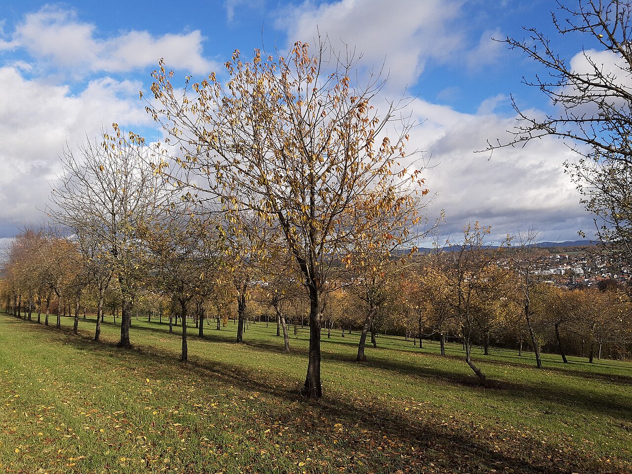 An apple tree loaded with fruit in an orchard