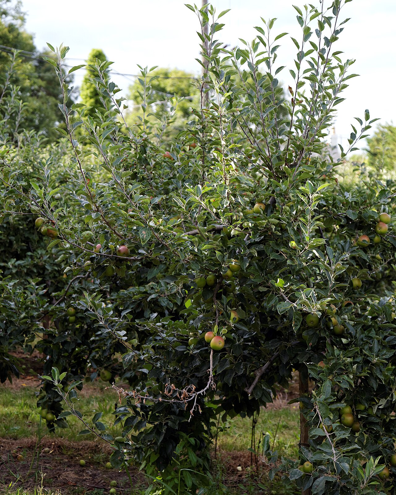 An apple tree in an orchard