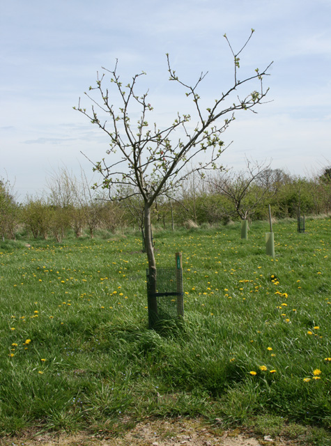A single apple tree in an orchard