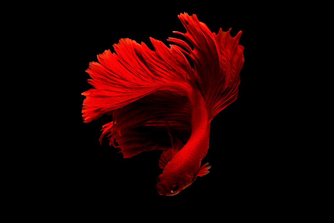 A red betta fish with flowing fins against a dark background