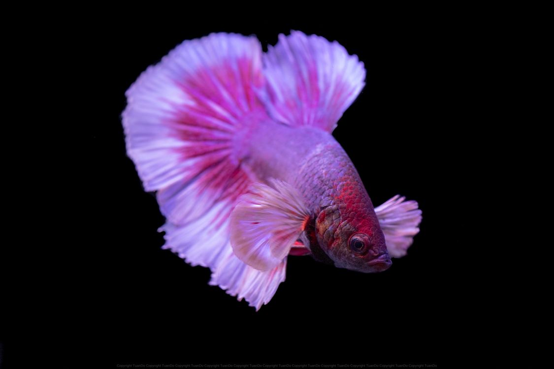 A pink betta fish with flowing fins against a black background