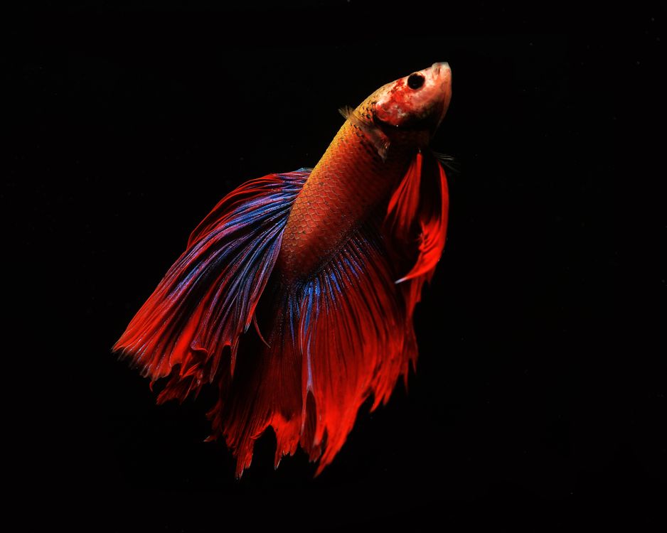 A betta fish with flowing fins swimming in an aquarium