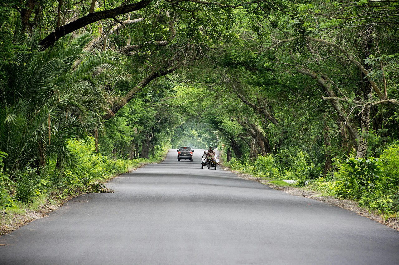 A car driving along a road surrounded by trees