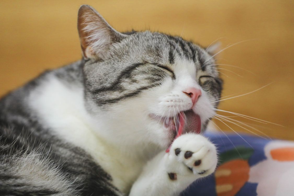 A tabby cat licking its paw while grooming