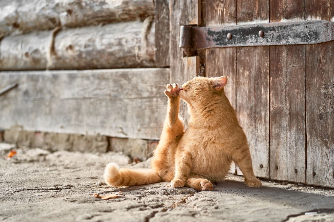 An orange tabby cat licking its paw by a wooden door