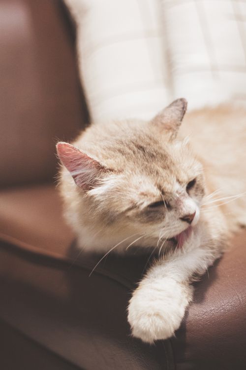 A fluffy cat licking its paw while lounging on a sofa