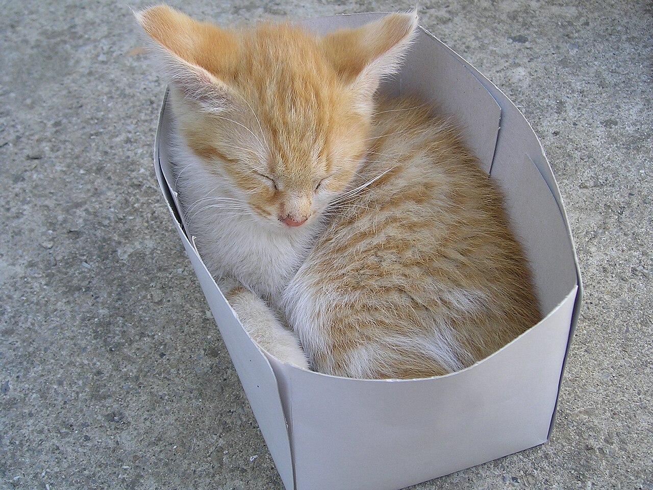 A kitten sleeping curled up inside a small cardboard box