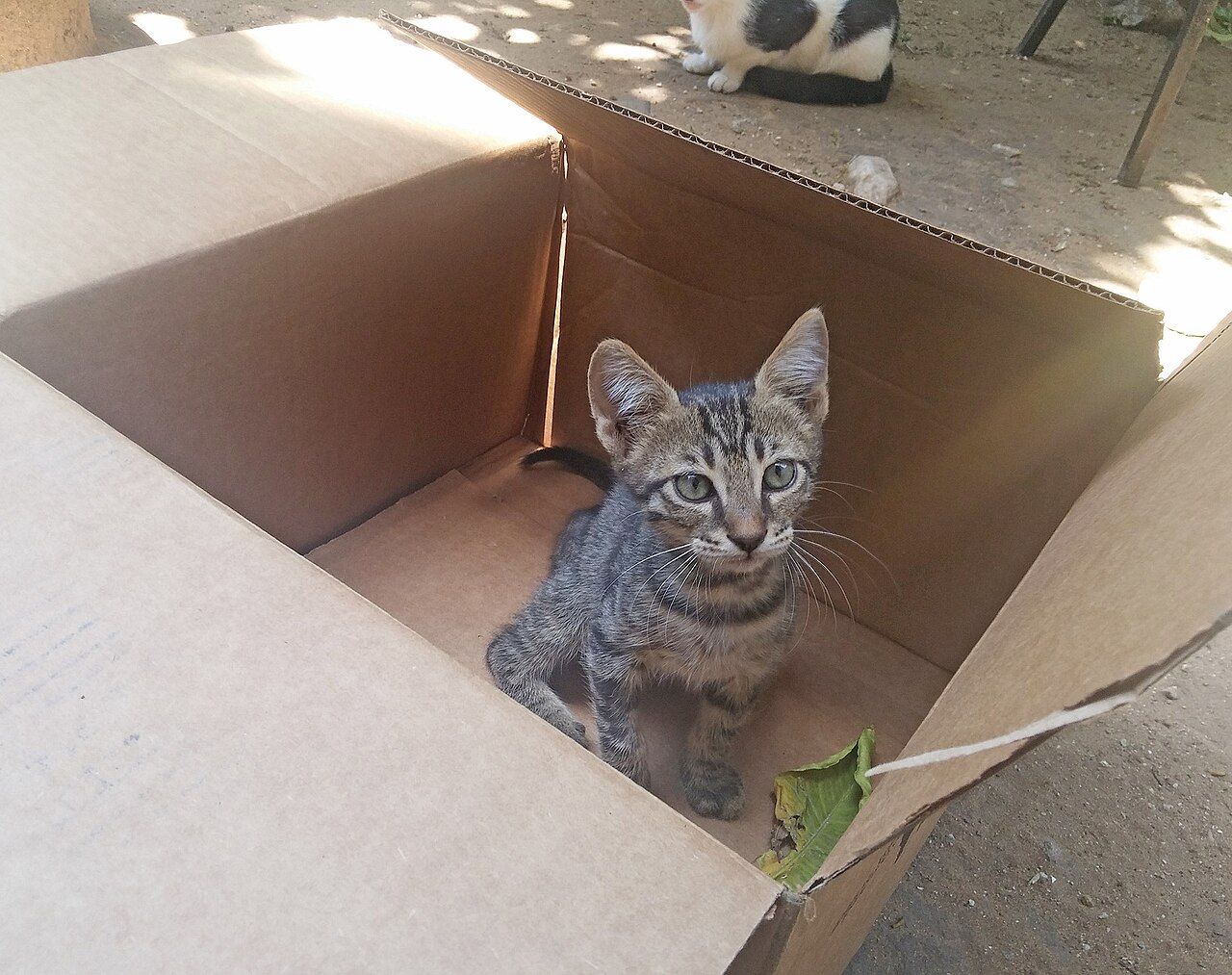 A kitten sitting in a cardboard box