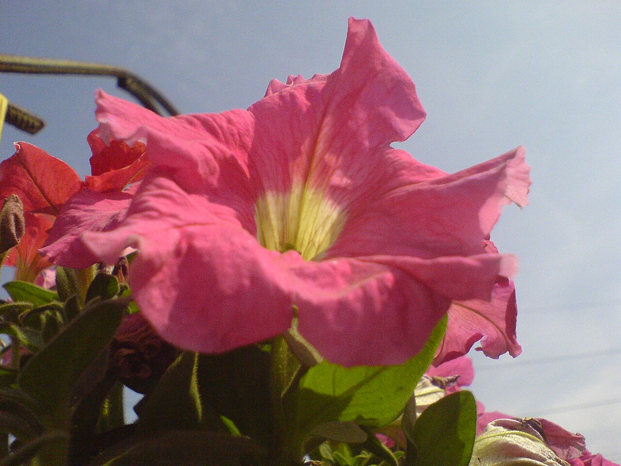 Petunia flowers, a common annual, blooming in a garden bed