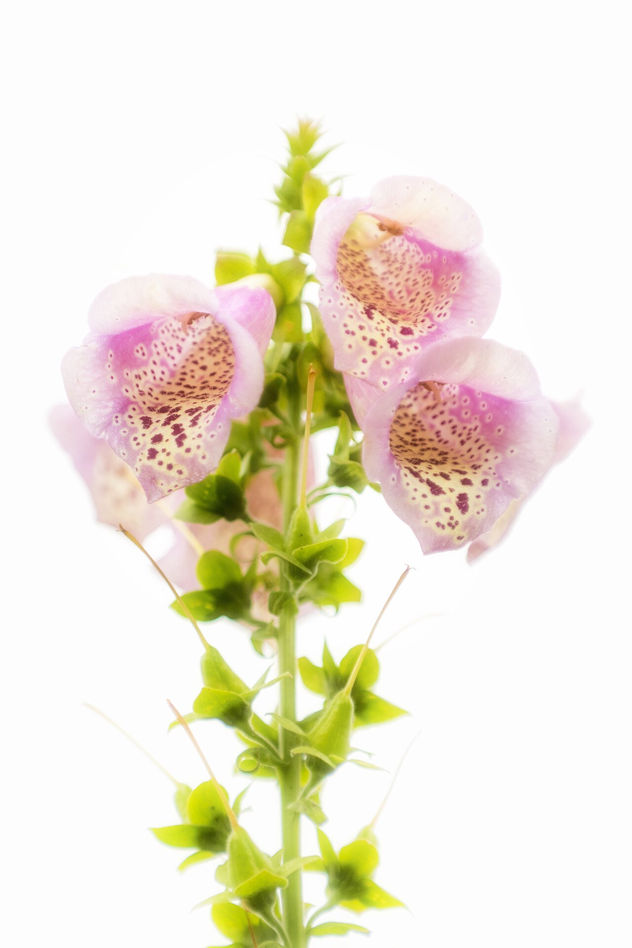 Foxglove flowers, a classic biennial, on a tall stem