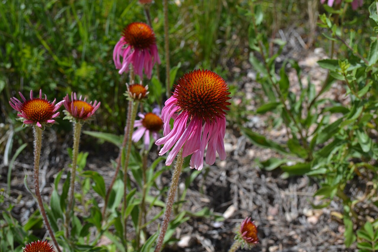 Purple coneflower, a herbaceous perennial, blooming in a garden