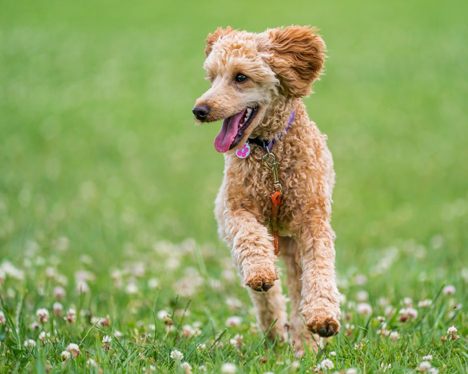 A poodle running across a green meadow with its tongue out