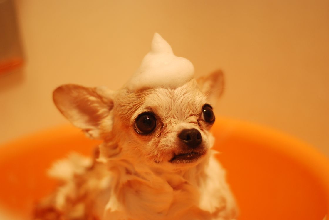 A chihuahua sitting in a bath with a foam hat
