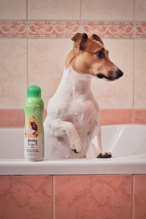 A dog standing in a bathtub beside a bottle of dog shampoo
