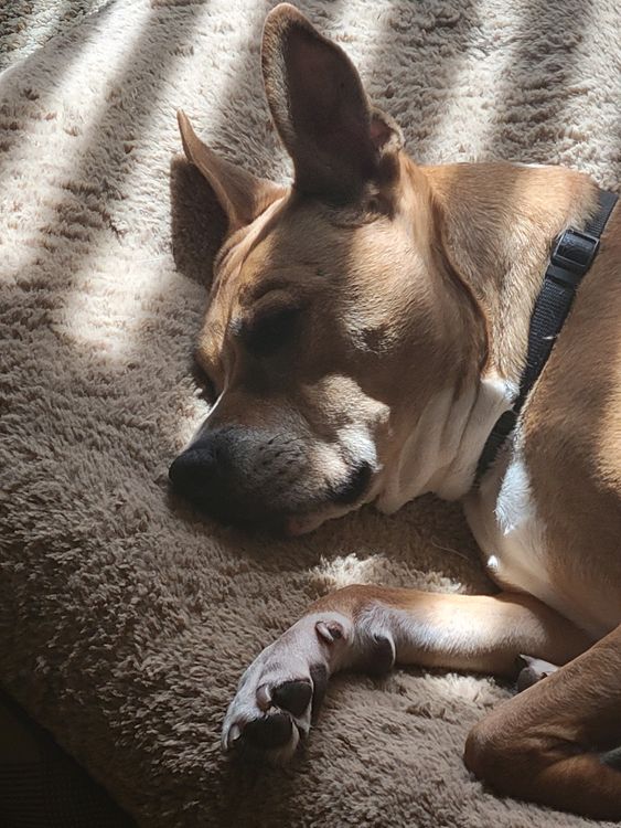 A dog sleeping peacefully on a cushion in warm sunlight