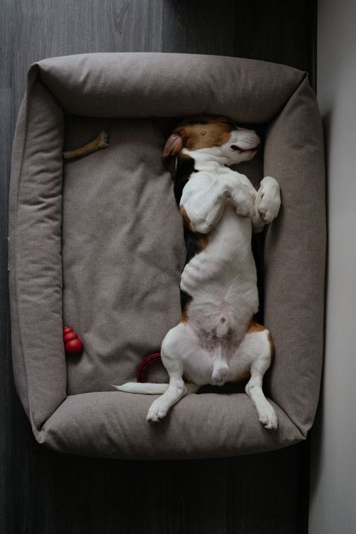 A beagle sleeping on its back in a dog bed