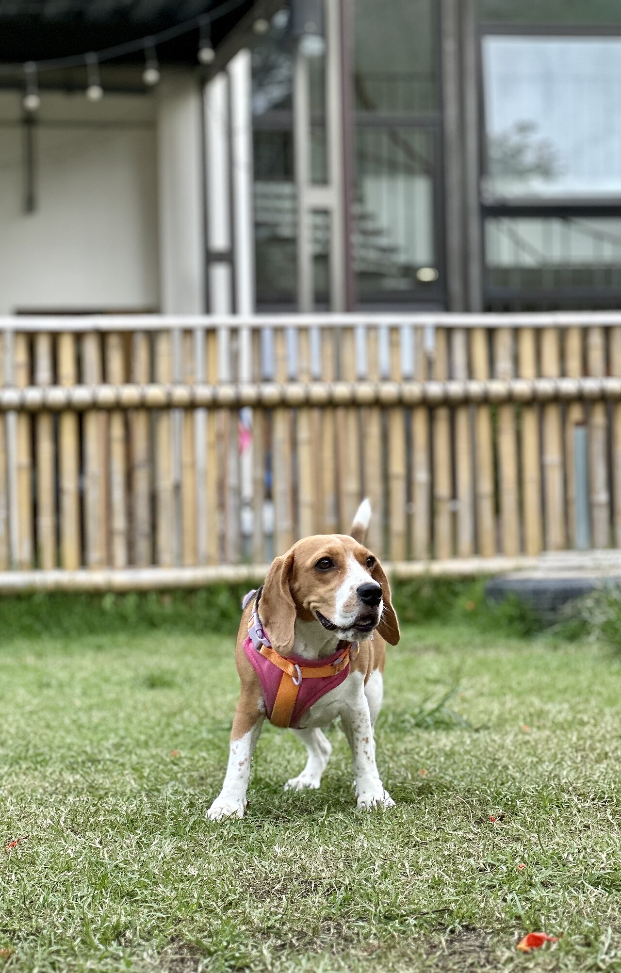 A beagle standing on grass in a fenced yard