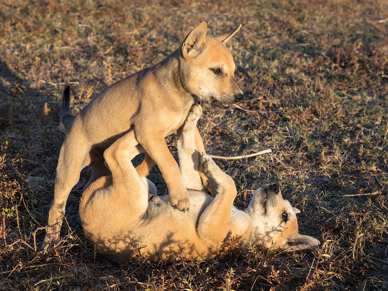 Two puppies playing together on grass at golden hour