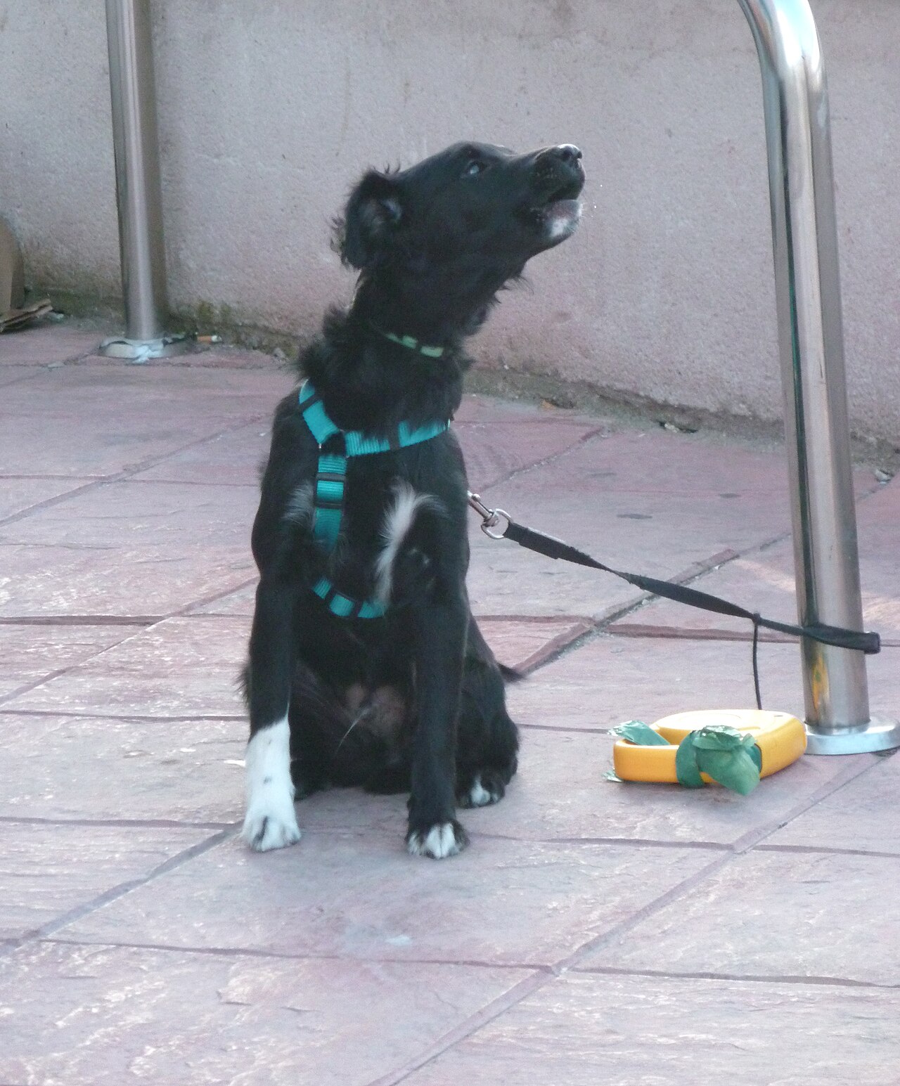 A black dog sitting with its head raised, howling