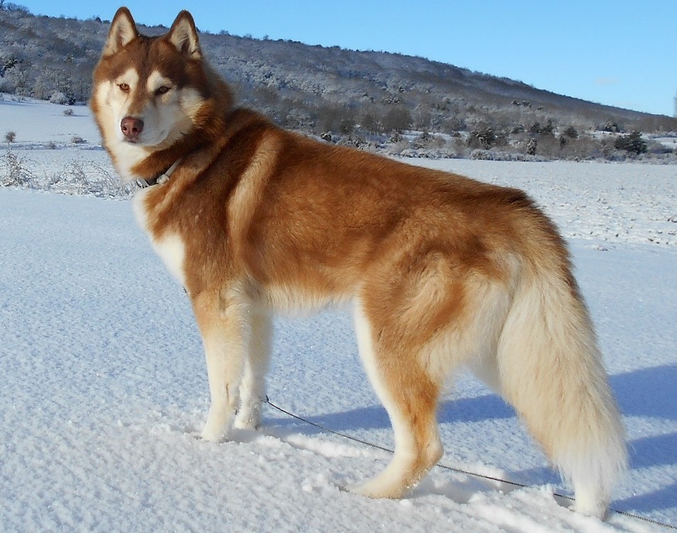 A Siberian husky