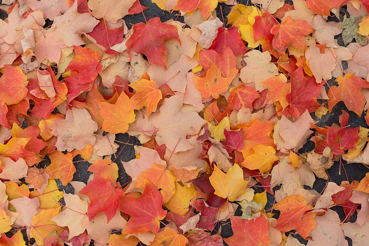 Fallen autumn leaves covering the ground in a park