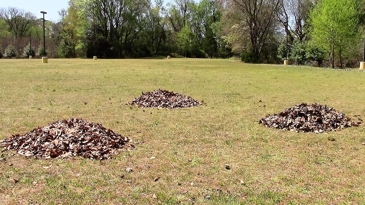 A person raking fallen leaves in a garden