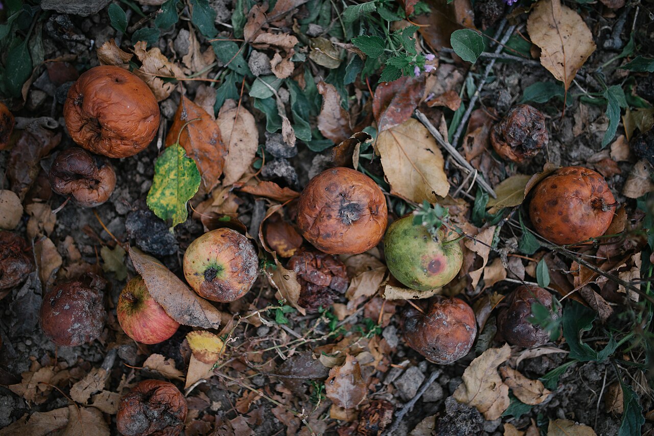 Fallen leaves and fruit scattered on the ground in autumn