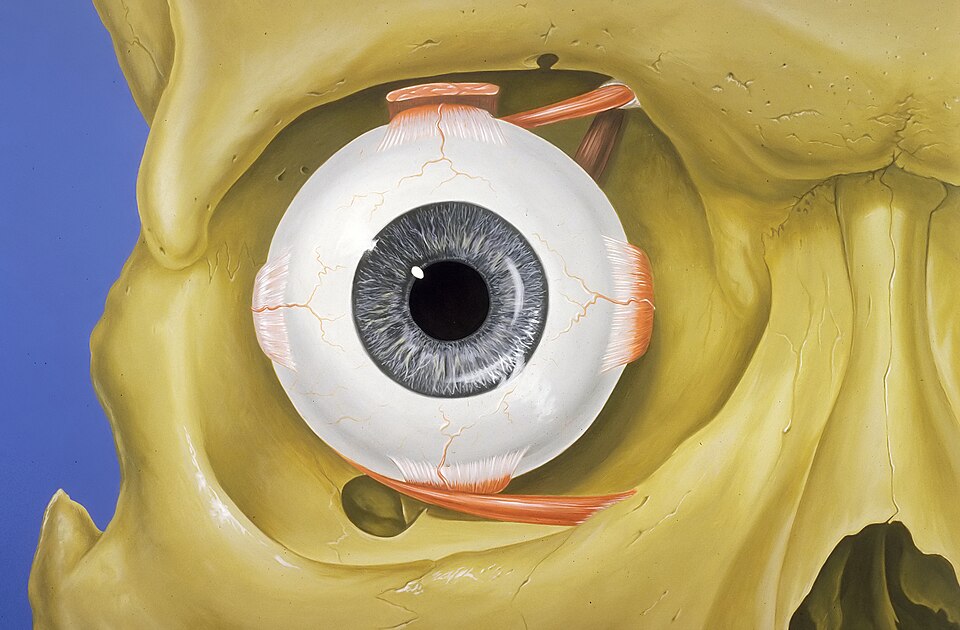 Diagram of the human eye showing the vitreous gel that fills the eyeball