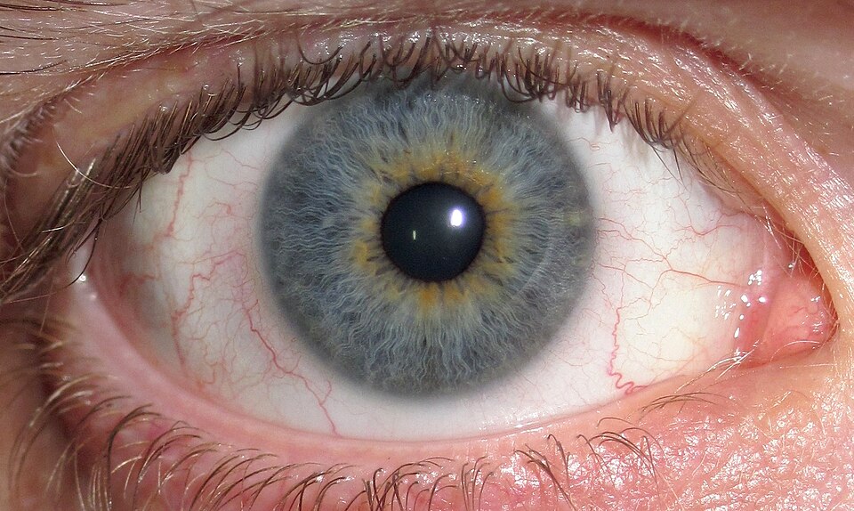 Close view of a human eye, the organ where floaters form