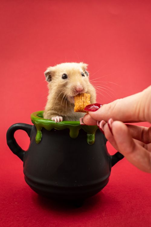 A hamster eating with its cheek pouches full