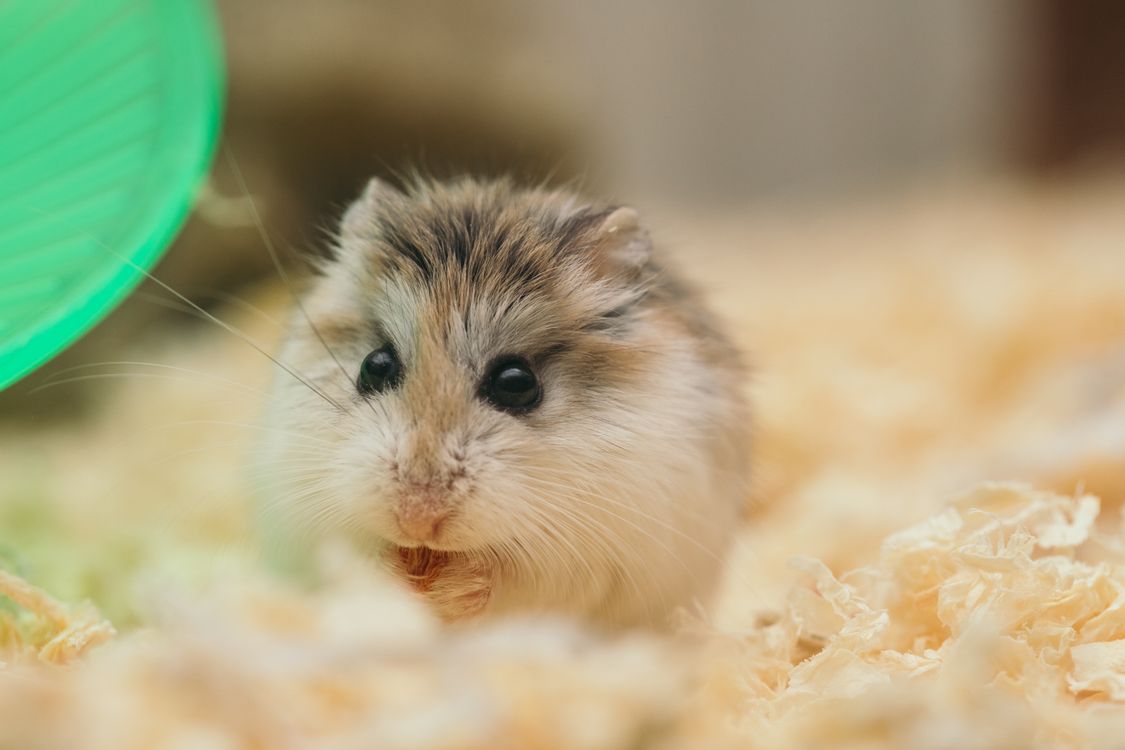 A close-up of a hamster resting in its bedding