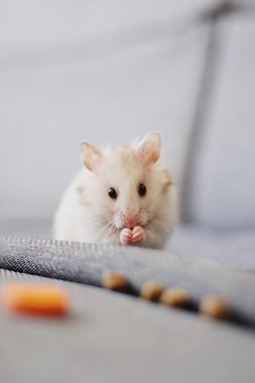 A hamster nibbling food with its front paws