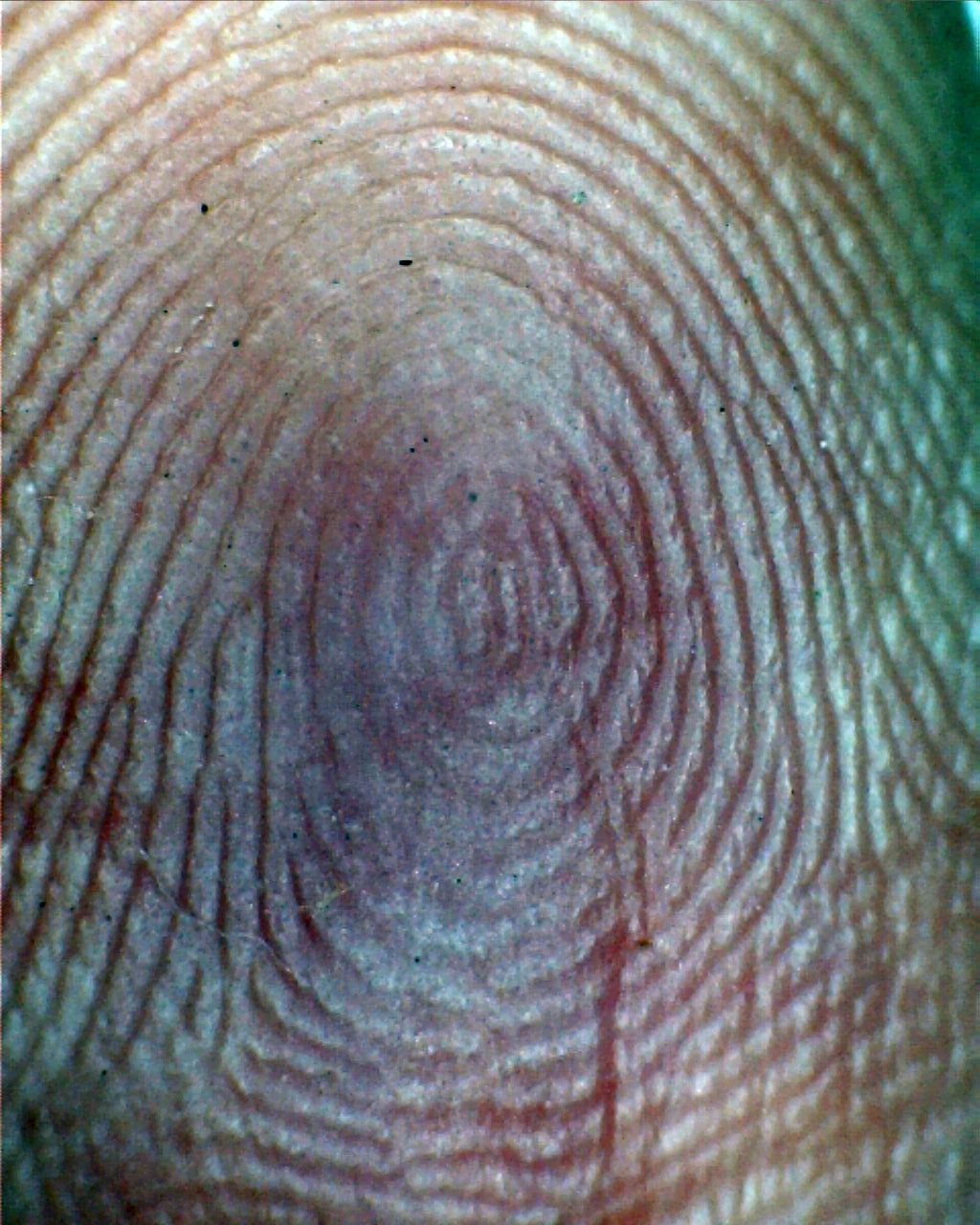 A plain whorl fingerprint pattern