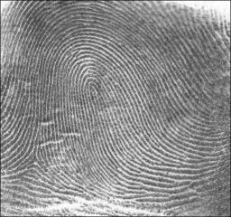 A right loop fingerprint pattern